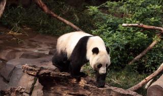 野生大熊猫倒立撒尿 野生大熊猫倒立撒尿