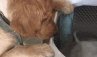 洗衣机洗狗 洗衣机洗狗