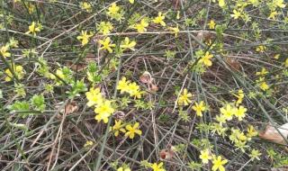 山西医科大学汾阳学院 山西医科大学汾阳学院