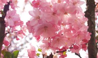 阴桃花是什么意思 阴桃花是什么意思